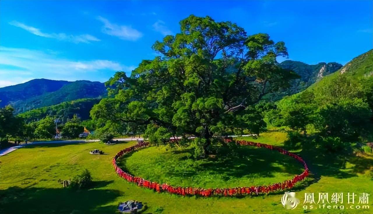 崇信县大槐树景区图片