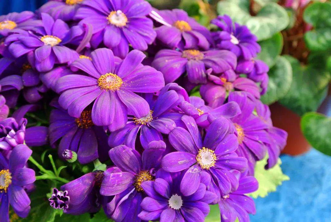 不,看阳台上那温暖的紫色太阳花_台友心_开花_盆景