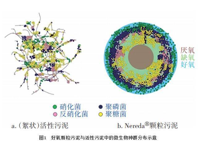 好氧池微生物图谱图片