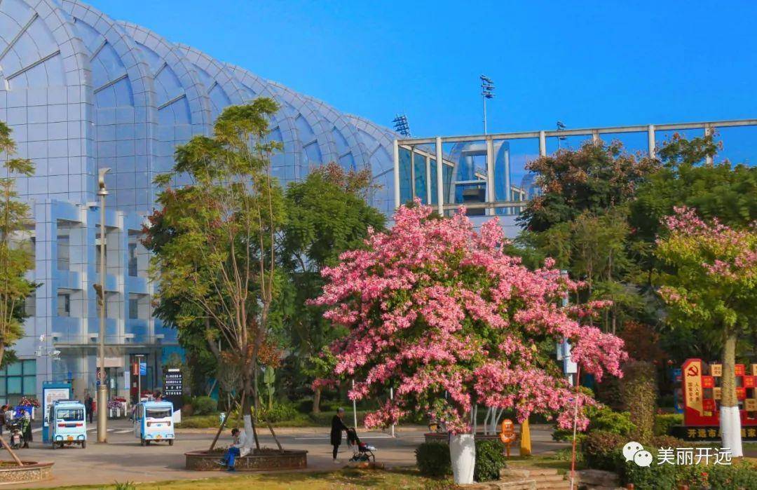 開遠這座國家園林城市從來不缺花木,走在路上,記得抬頭看看