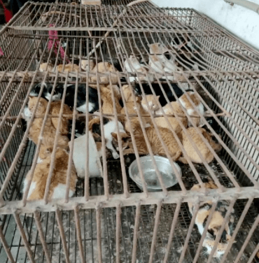 20只小猫被活剥,真相越扒越可怕_大衣_猫咪_直播间