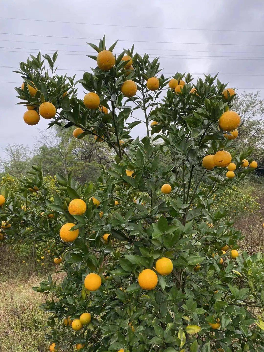 桂林蜜香橙详细介绍图片