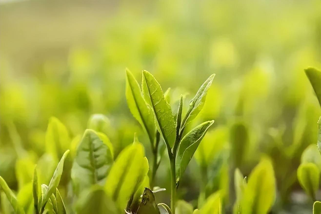 茶叶壁纸图片