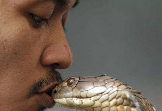 眼镜蛇含有剧毒,如果把它的毒液注入眼镜蛇体内,会怎样?