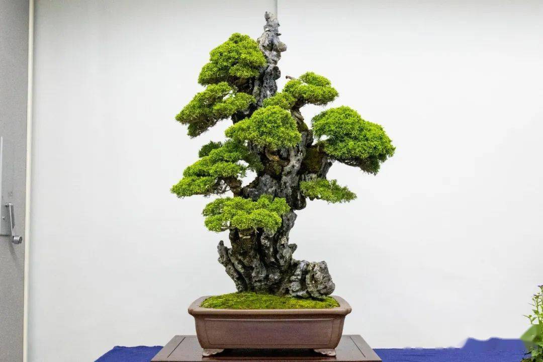 小,中小叶罗汉松景观树——300棵