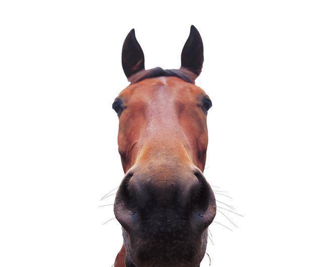 scp-2872一匹快马,你快看这个马跑了,还跑到太阳系外面了