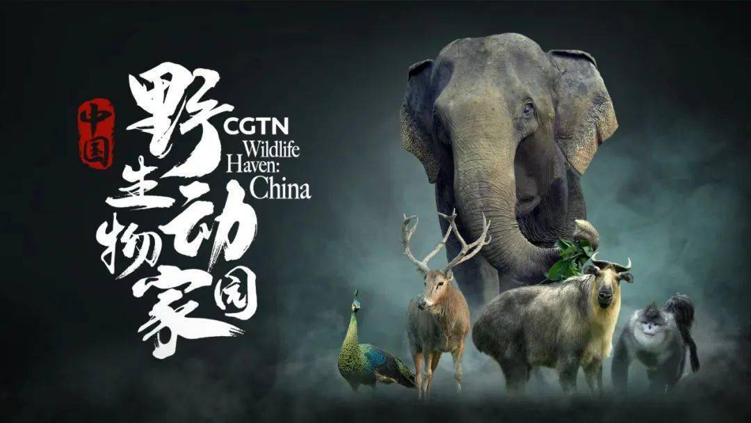 总台cgtn 8k纪录片《中国:野生动物家园》邀你共赏生物多样性_丹顶鹤