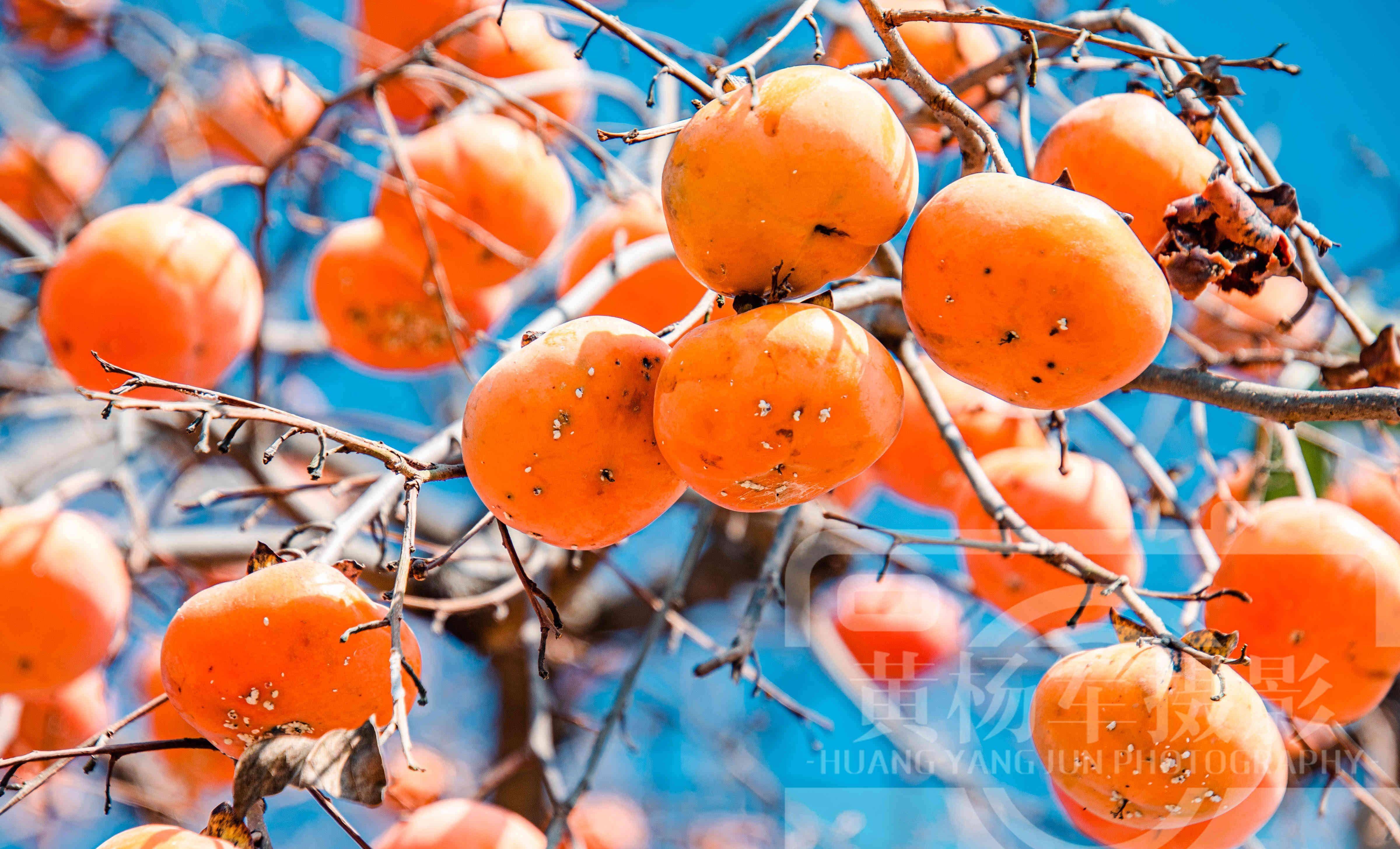 江西岭背挂满枝头的红柿子,冬日蓝天下的乡村果实如灯笼格外好看_能量