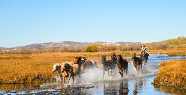 scp-2872一匹快马,你快看这个马跑了,还跑到太阳系外面了