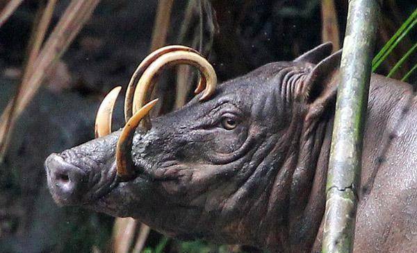 北海道出现"双头鹿",本是胜利者的标志,却成了伴随一生的恐惧_尸体