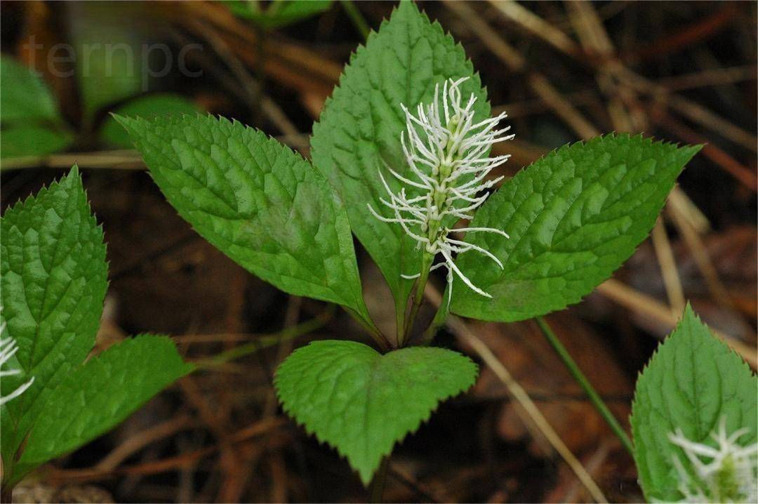 丝穗金粟兰的应用价值_植物_市场_种植