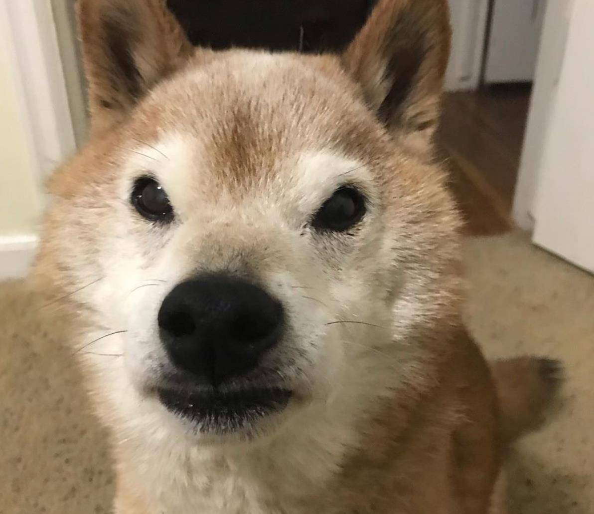 这只柴犬天生一副"生气"的表情,但这也挡不住人们对它的喜爱_chester