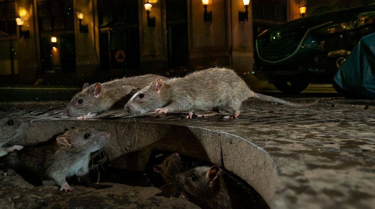 码头老鼠 来自搜狐网