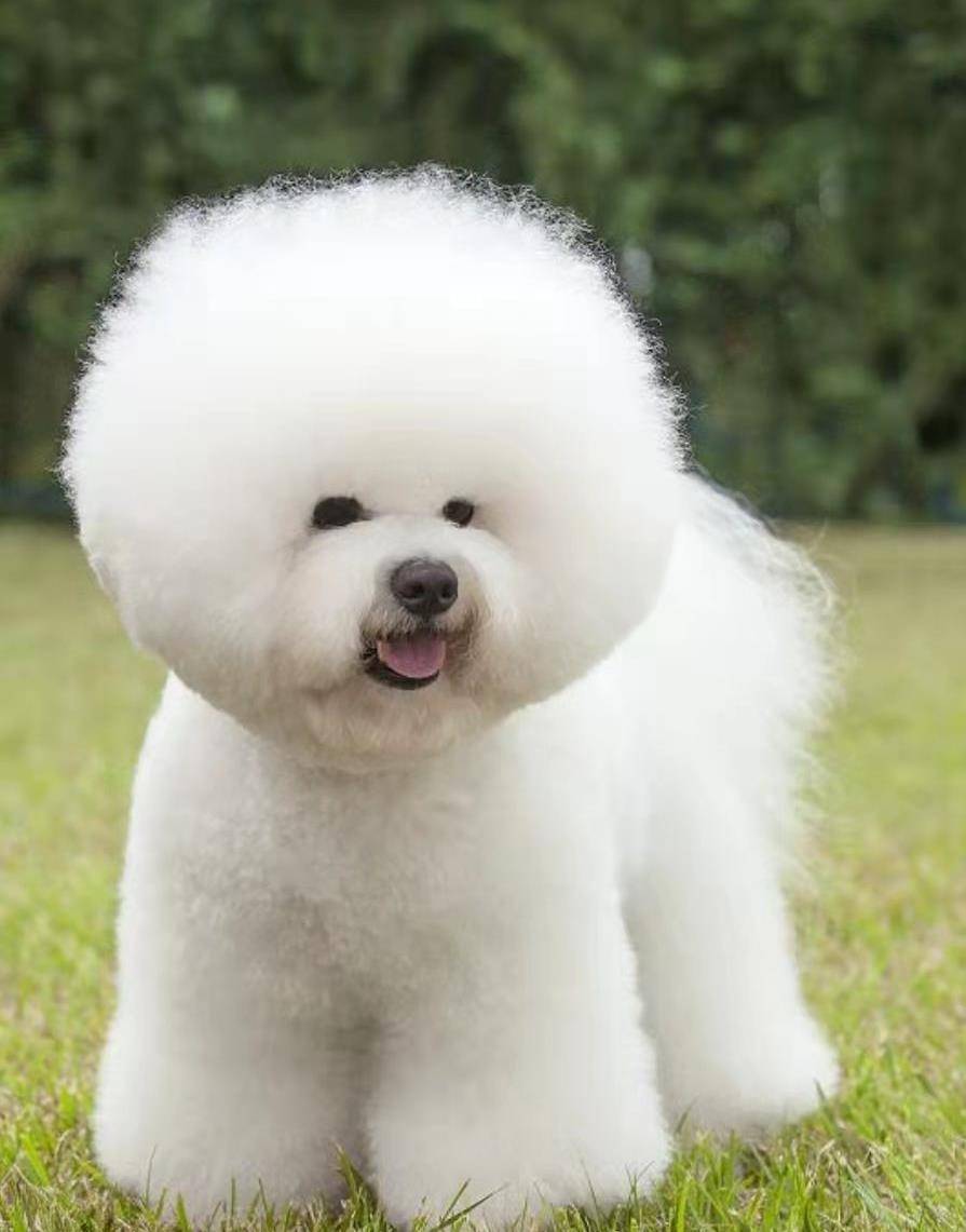 狗的分类是什么？养狗有哪些注意事项？_搜狐网