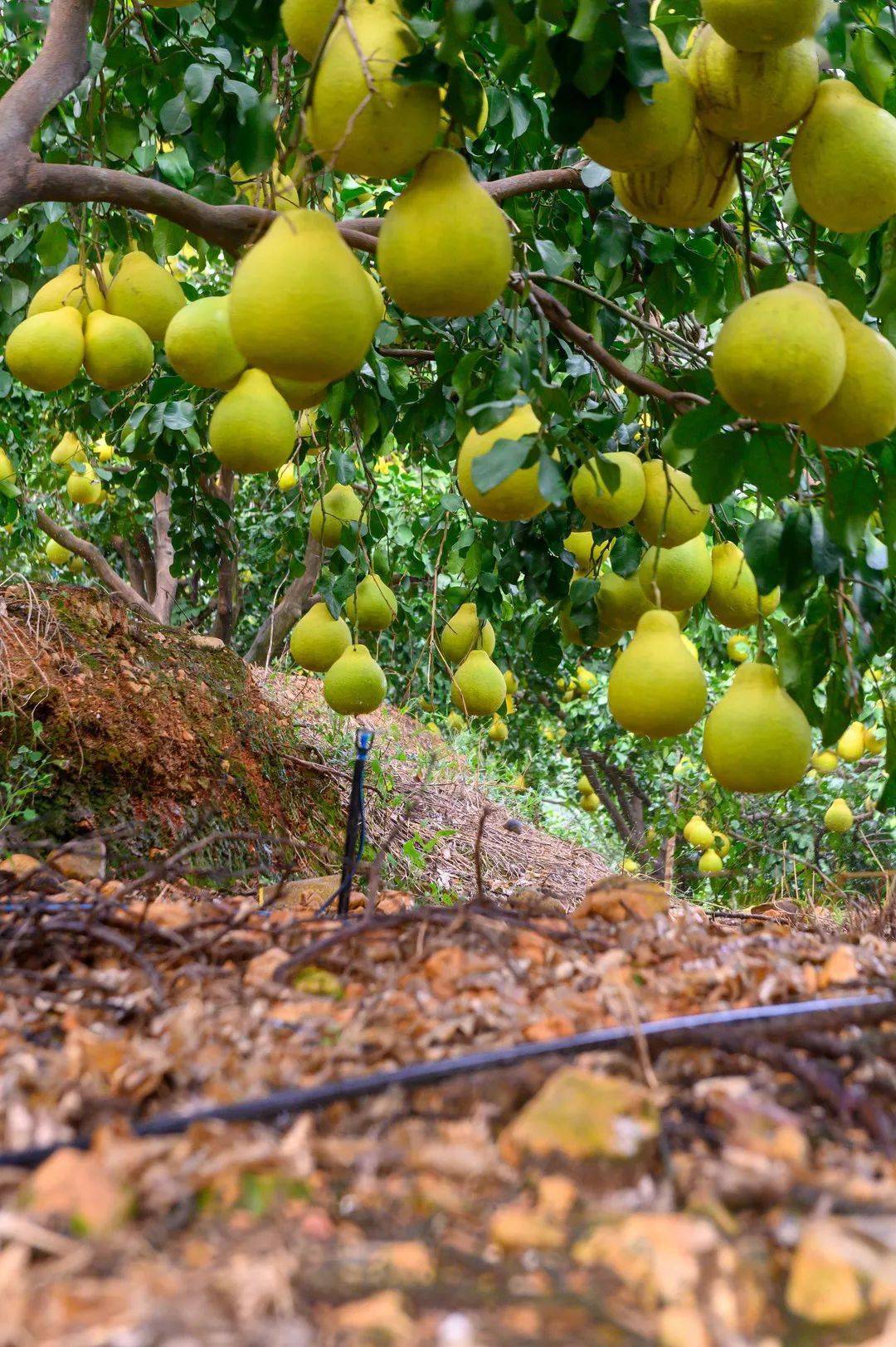 正宗长坝沙田柚(地标品控果)来啦!