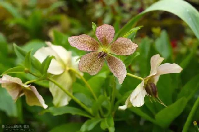 英国著名"四季花园"的绝美风景_时间_一生_garden