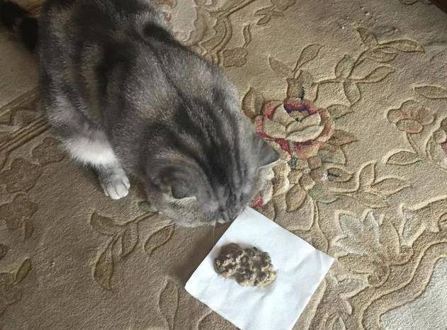 猫呕吐拉稀不吃东西怎么办？
