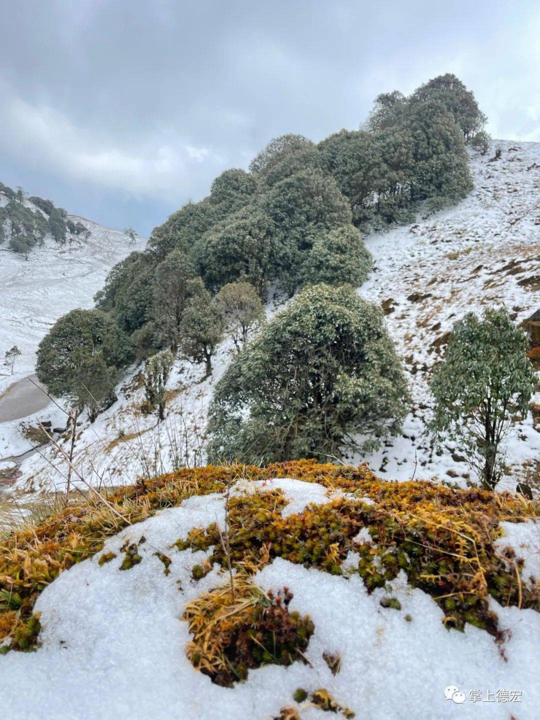 除了美,依然美2022年2月22日德宏芒市苤菜坝下雪了雪下得很厚盖住了