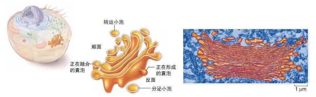 高尔基体的结构示意图图片