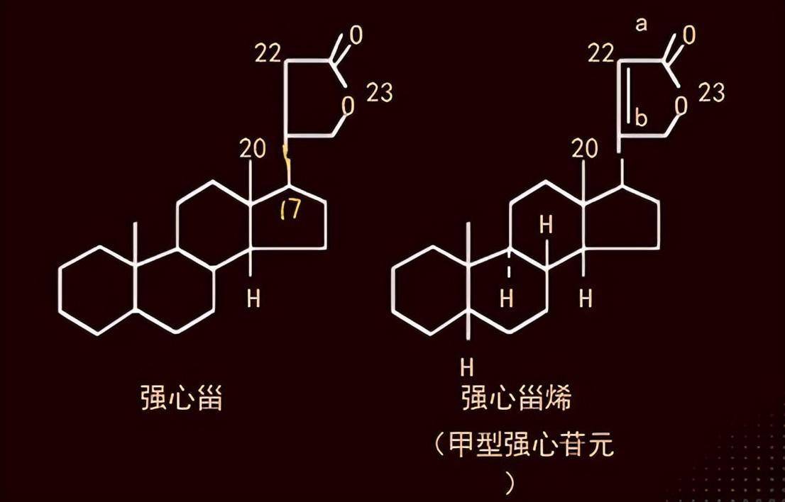 心脏在这些强心苷类物质的作用下,很快就会发生心脏麻痹,致使心跳速率