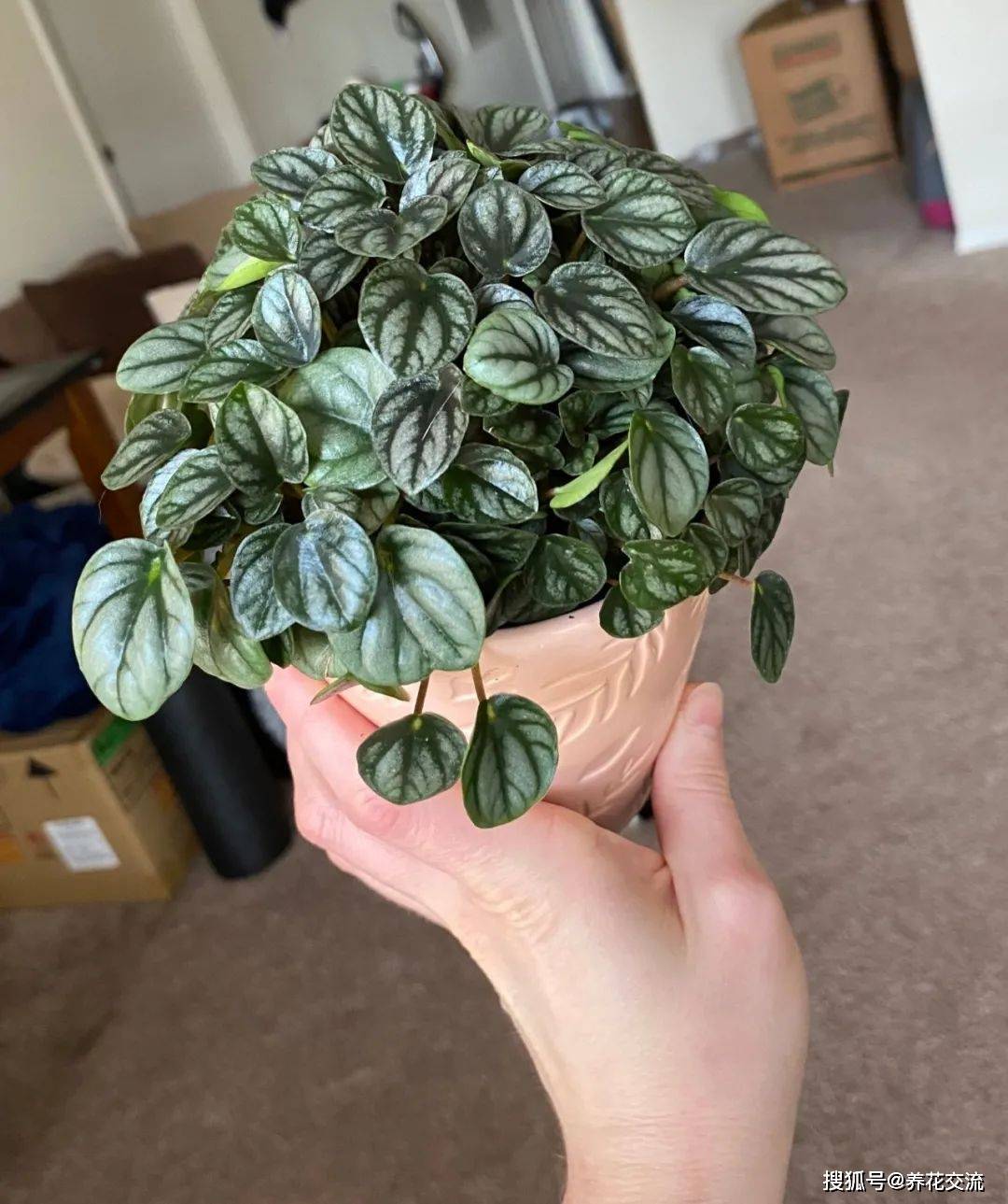 皱叶椒草品种大汇集,这耐阴这小盆栽,在书桌上也能养好_土壤_叶子