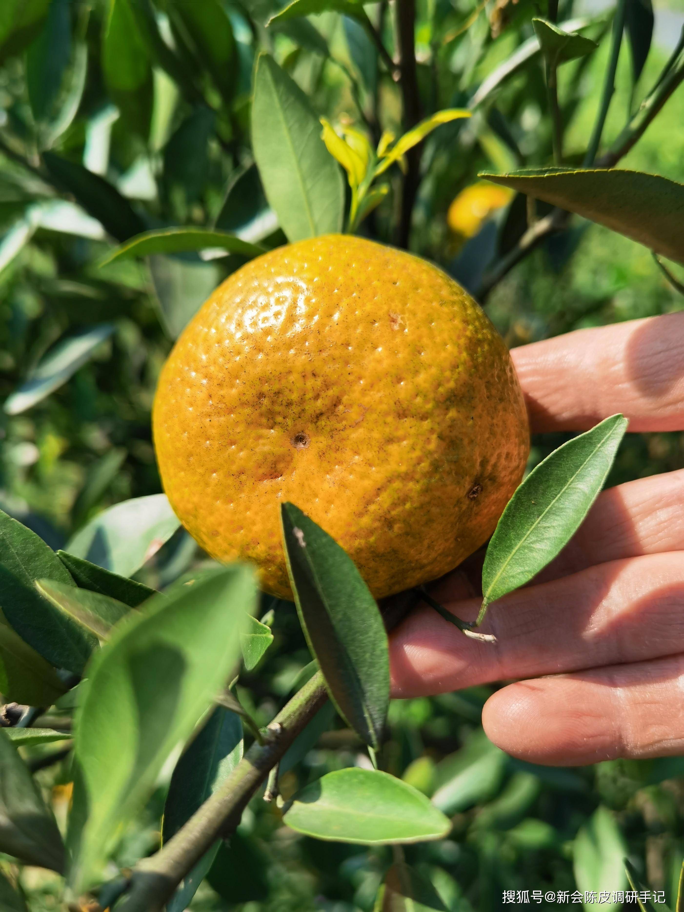 新会陈皮:别做梦了,新会柑价跌不回"十年前"的两三元一斤_价格_时间