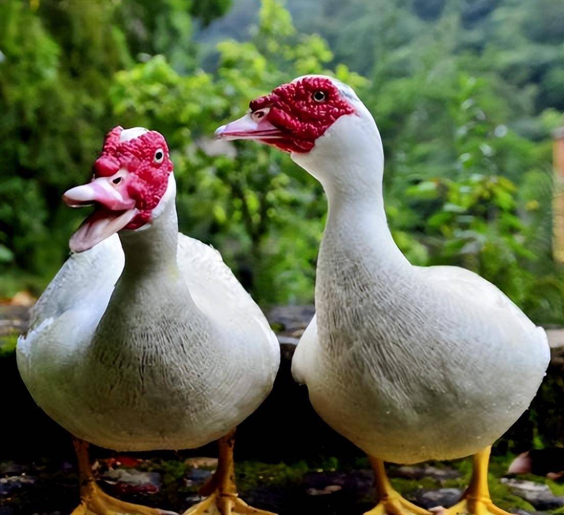 禽医静心谈番鸭怎么养殖?番鸭的饲养管理技术要点_小时_饮水_进行