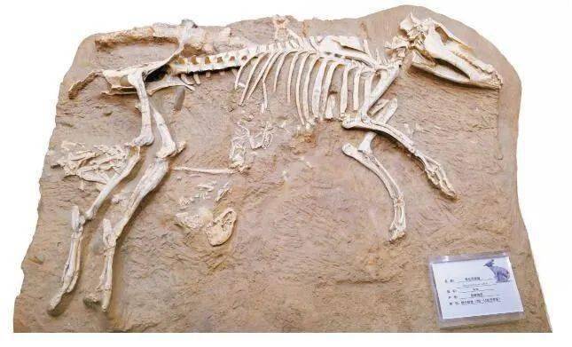 河南兽头骨(晚中新世)和政始柱角鹿头骨(晚中新世)临夏弓颌猪头骨及