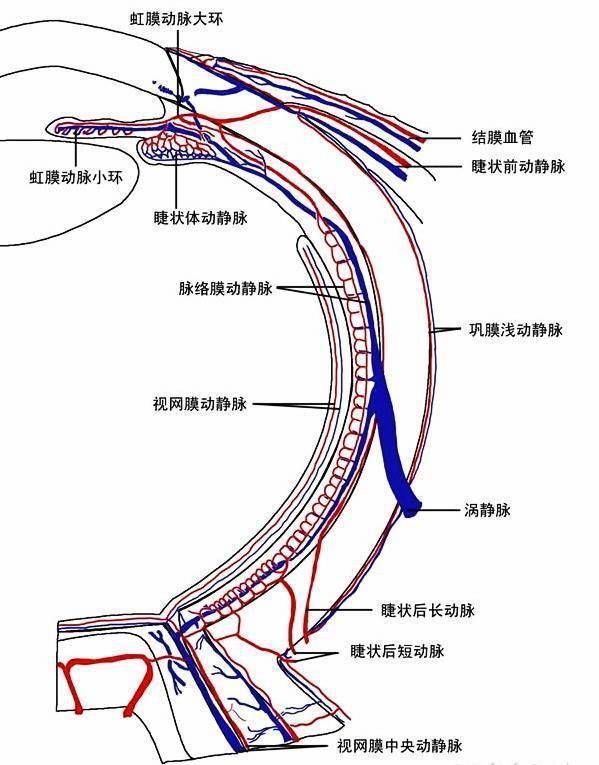 眼珠解剖图手画图片