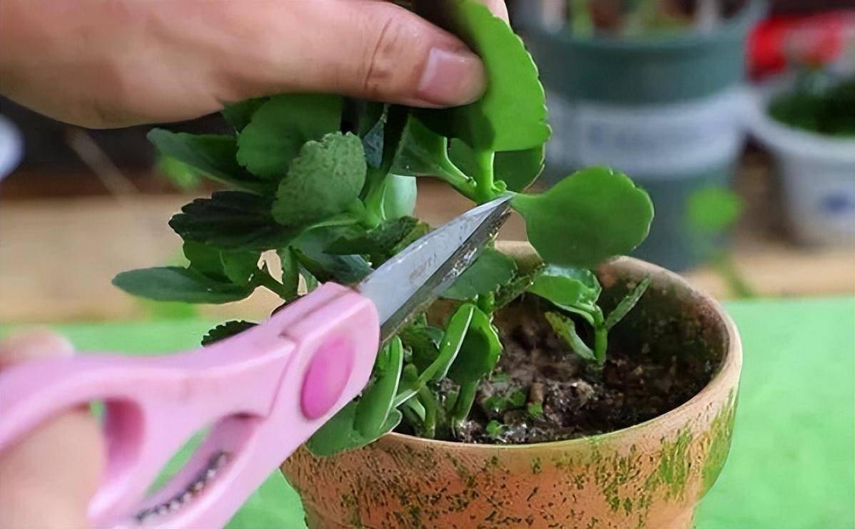 扦插长寿花,注意3个小细节,成活率高,养出很多盆,开花太美了_繁殖