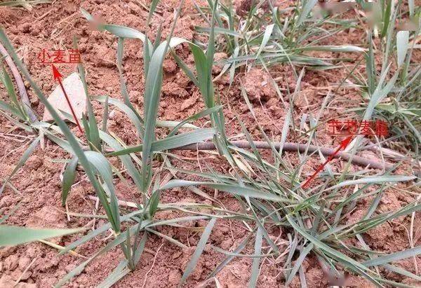 节节麦又名粗山羊草,属禾本科小麦族山羊草属,与小麦具有较近的亲缘