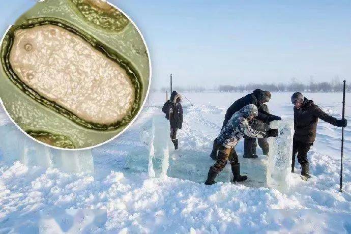 超级细菌现世,抗生素无效!5万年前远古病毒被复活!_澳洲_疫情_研究