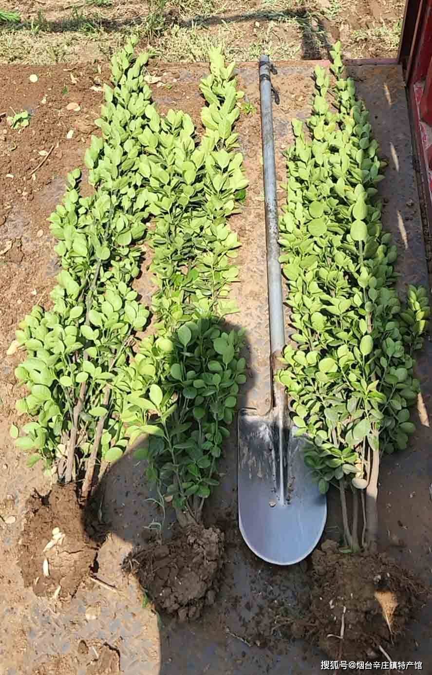 北海道黄杨以上是山东北海道黄杨各种规格的价格,价格并非长期有效