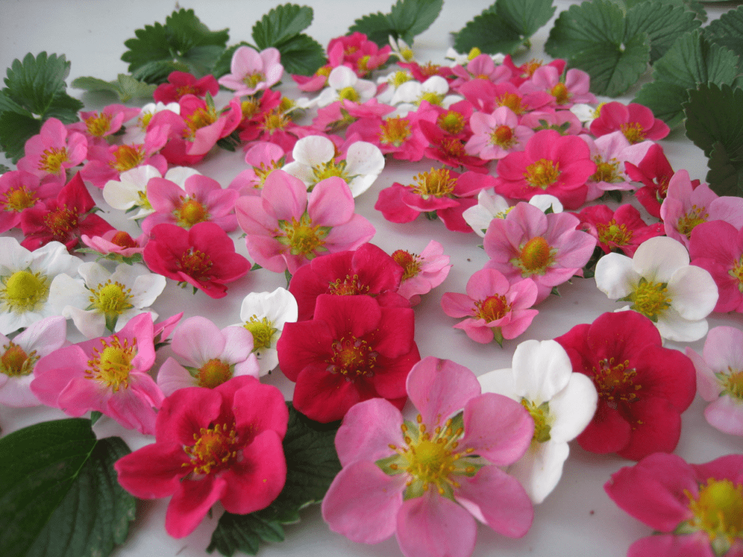 花艳丽,低维护,还好吃,可用作地被种植的红花草莓来了
