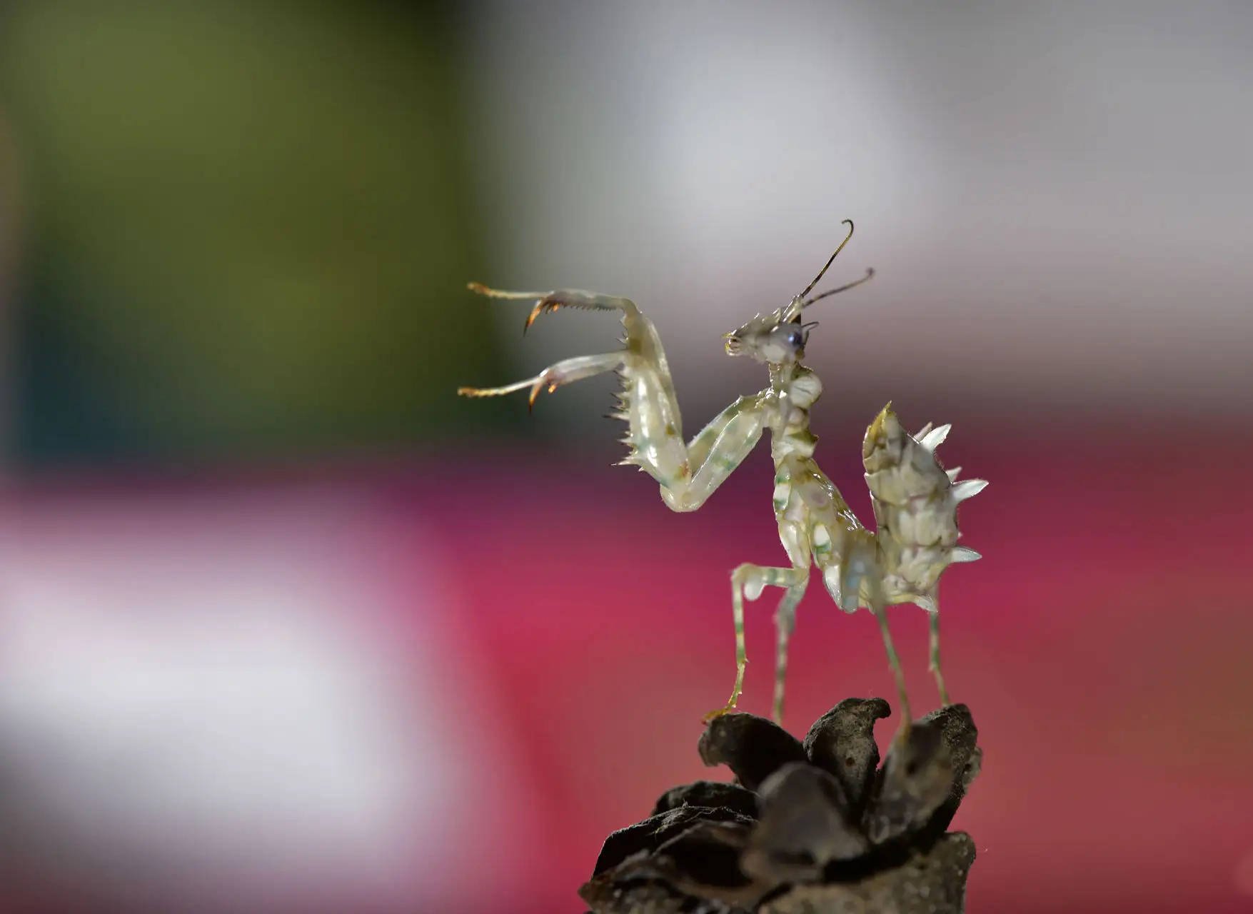 残忍的精灵:螳螂手持双刀,身披锦缎,是不走寻常路的顶级猎食者_飞行