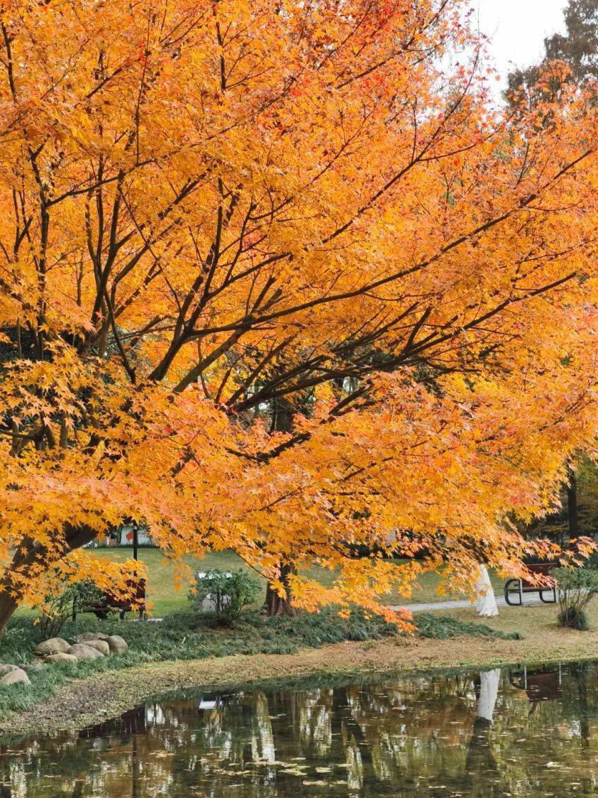 湖边多少游观客,尽逐秋叶看风景!多图!_景区_钱江_叶色