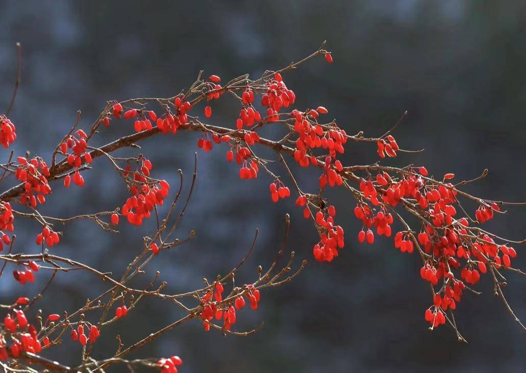 周至山茱萸:让村民的致富路越走越宽_种植_保护_原产地