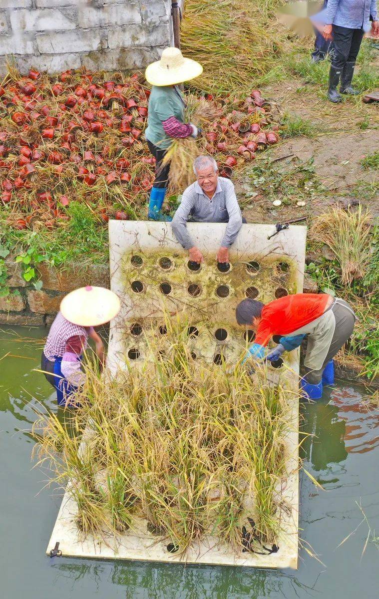 2022年阳江粮食产量预计创10年新高_水稻_生产_种植