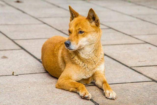 雖然柴犬和中華田園犬的壽命不一樣,但只要寵主照顧得好,還是能陪你