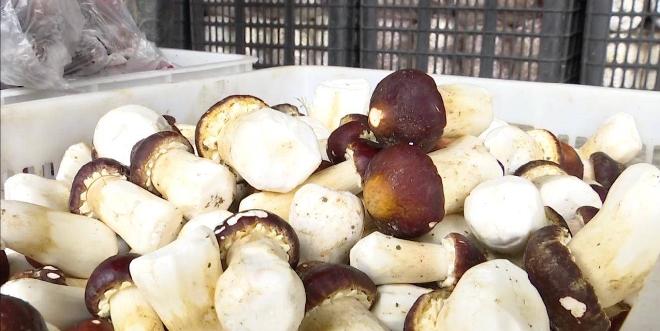 大球盖菇既可以采用大田栽培,也可以用大棚栽培,大田栽培一亩地可以