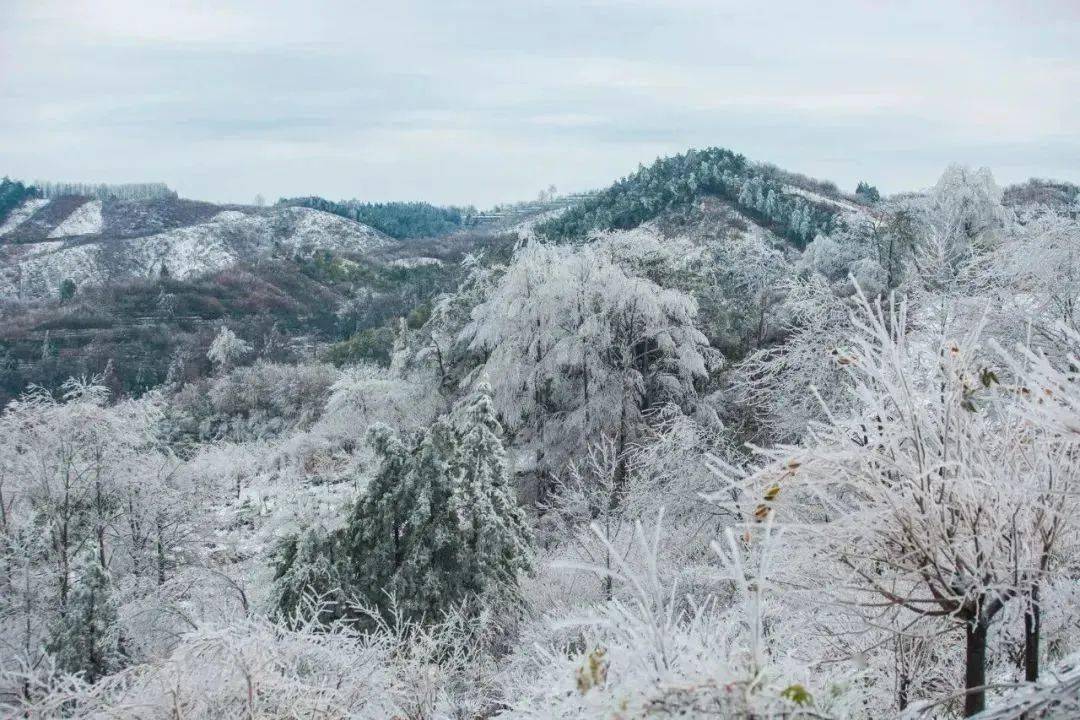 本週降溫,是時候來四明山邂逅一場霧凇奇緣,一到冬天就美成童話世界!