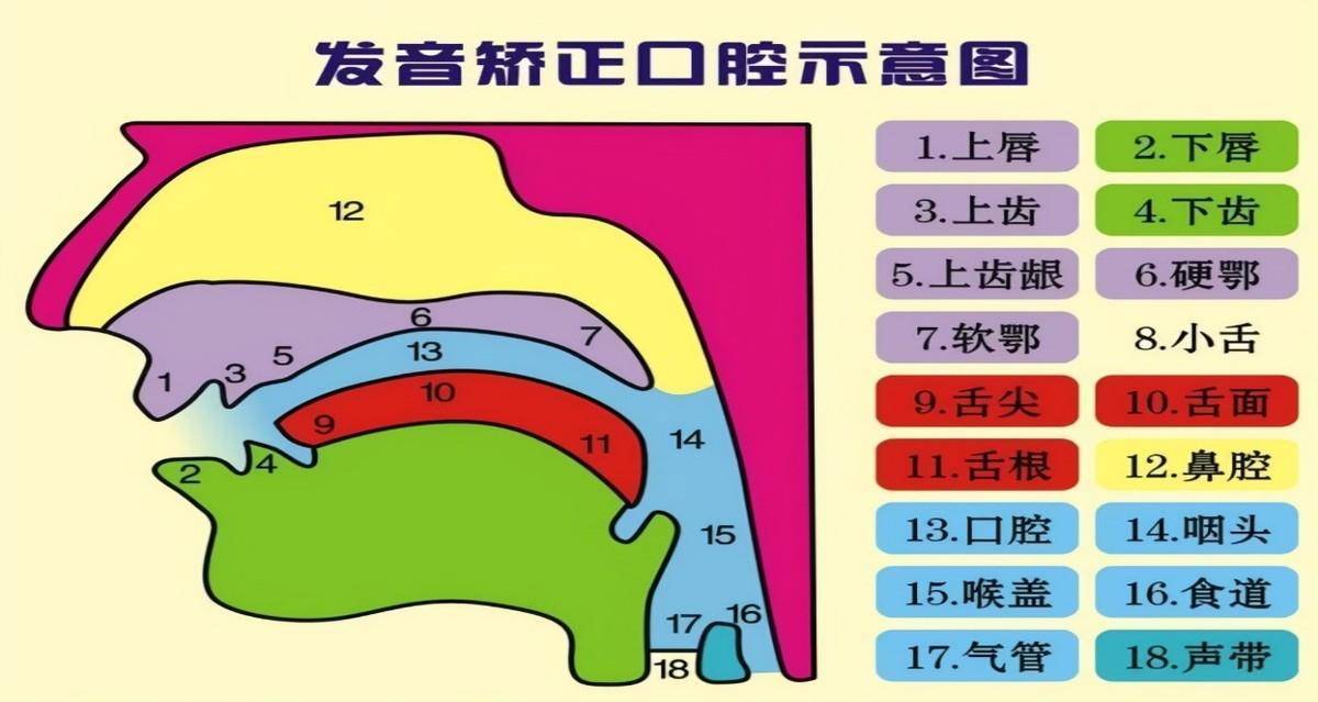 发音器官图讲解图片