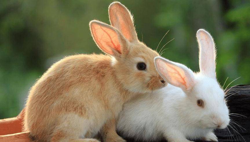 原创
            兔子有哪一些食物是不能吃的呢？