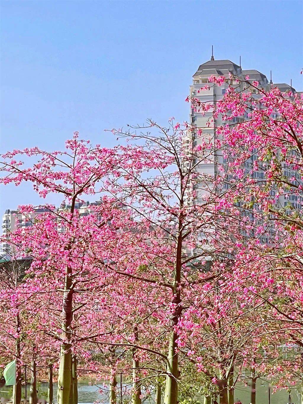 粉了粉了,邂逅南宁冬日里的粉色浪漫_木棉花_兴宁区_地铁