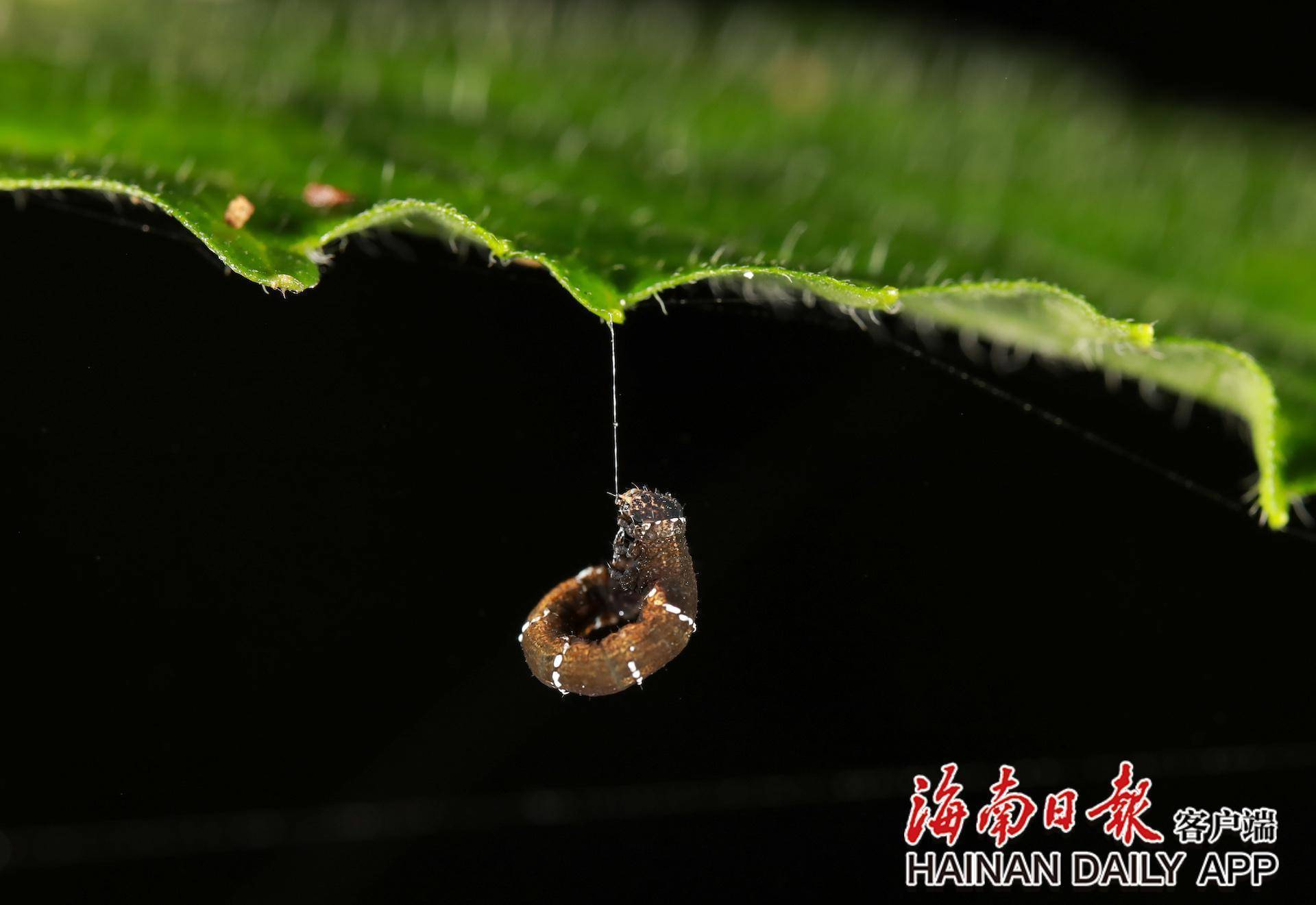 李天平 摄竹节虫.