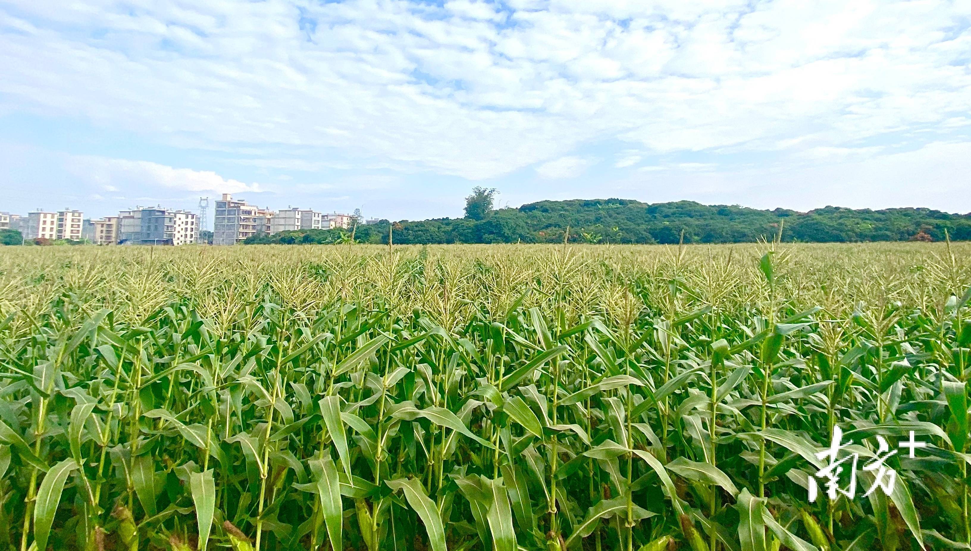 榕城区梅云街道双梧村沉睡撂荒地变身致富玉米田