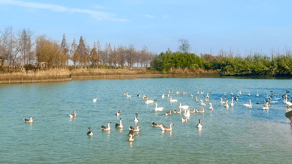 大批小天鹅飞抵洪泽湖湿地景区,尽显湿地生态之美!_天鹅湖_人群_白鹭