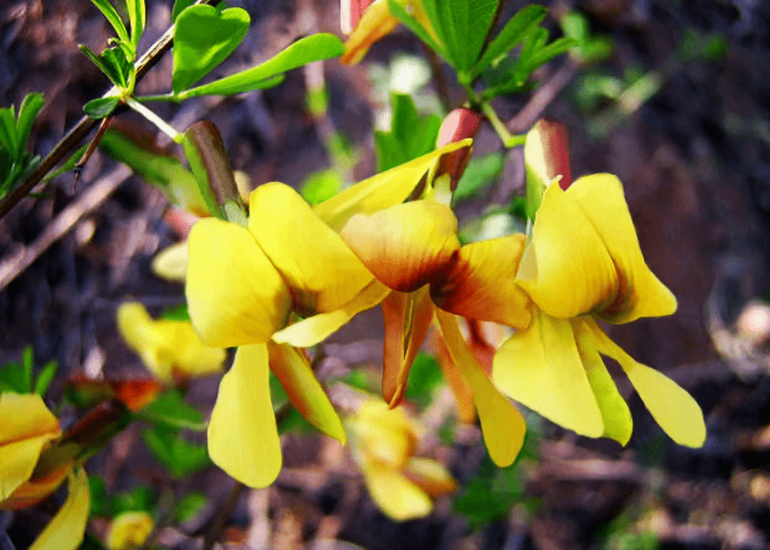 忆享桃集线叶金雀花猴头菇茶,茶界"养胃新贵",喝出健康生活_研究_原料
