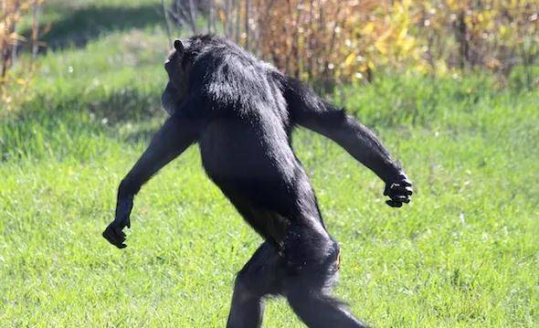 伊萨谷的黑猩猩,依靠大树好修行——双足直立行走的进化初期阶段_人类