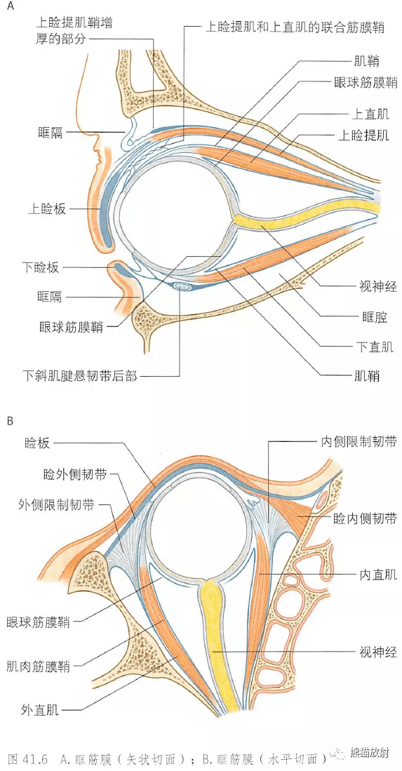 15.眼眶内容(矢状切面)14.眼眶的骨壁解剖图13.